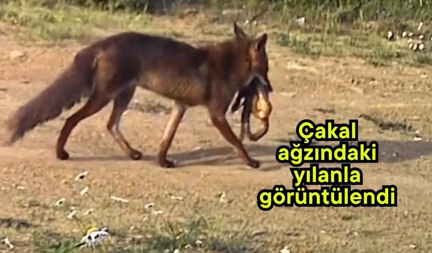 Çakal ağzındaki yılanla görüntülendi (Video)
