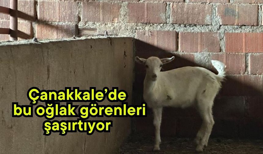 Çanakkale’de bu oğlak görenleri şaşırtıyor  (Video)