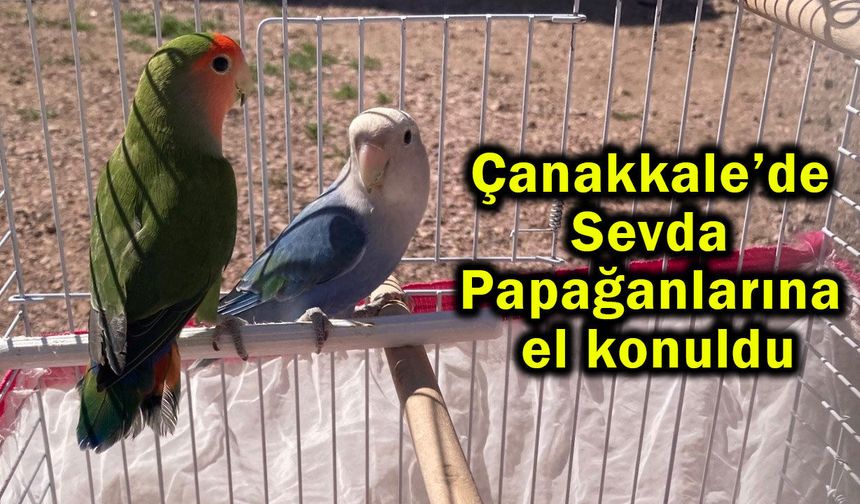 Çanakkale’de Sevda Papağanlarına el konuldu! (Video)