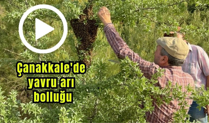 Çanakkale'de yavru arı bolluğu üreticilerin yüzünü güldürdü (Video)