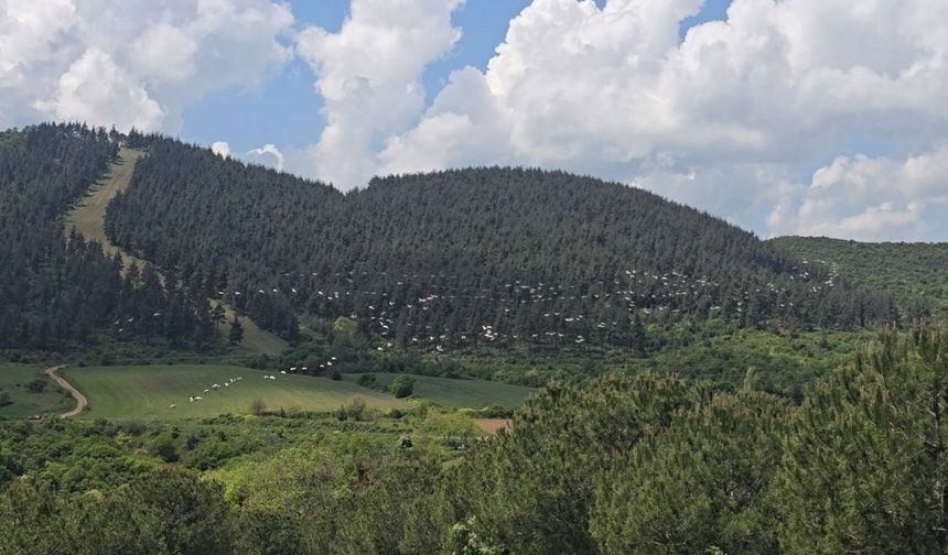 Gökyüzünde pelikan şöleni (Video)