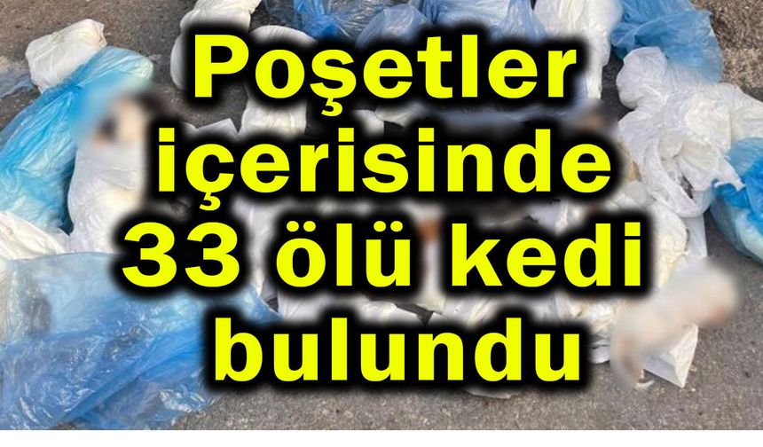 Poşetler içerisinde 33 ölü kedi bulundu