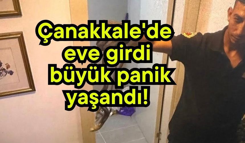 Çanakkale'de eve girdi büyük panik yaşandı!