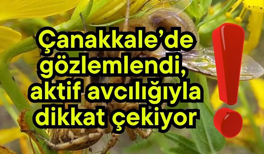 Çanakkale’de gözlemlendi, aktif avcılığıyla dikkat çekiyor!