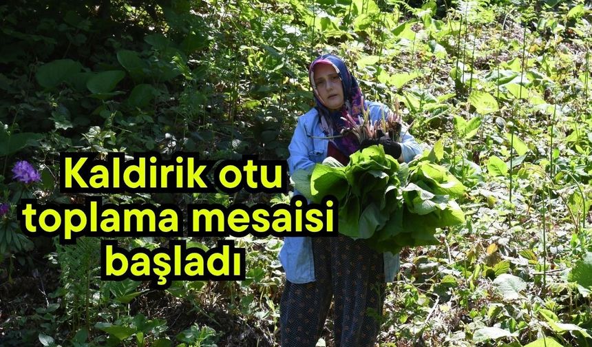 Kaldirik otu toplama mesaisi başladı (Video)