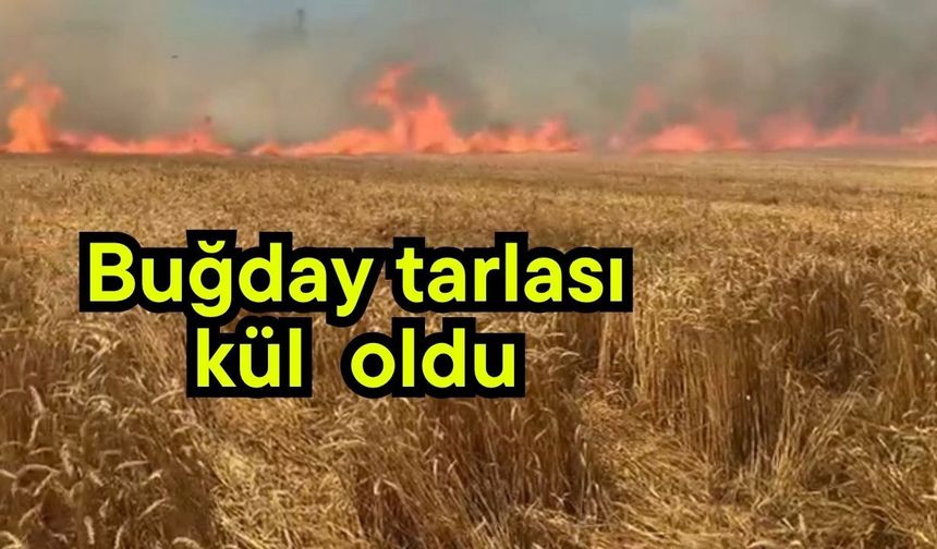 Buğday tarlası kül  oldu