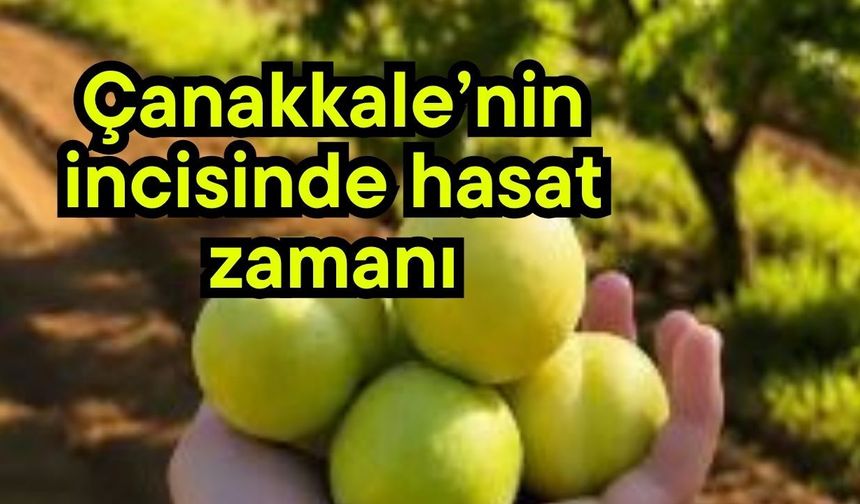 Çanakkale’nin incisinde hasat zamanı