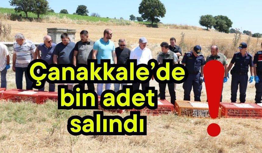 Çanakkale’de bin adet salındı!