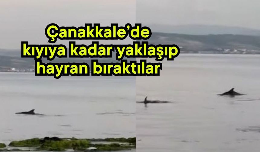 Çanakkale’de kıyıya kadar yaklaşıp hayran bıraktılar (Video)