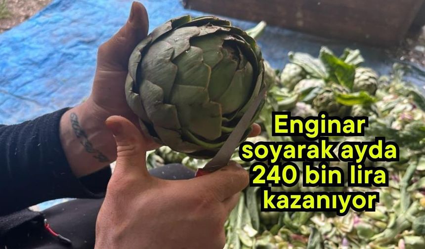 Enginar soyarak ayda 240 bin lira kazanıyor (Video)