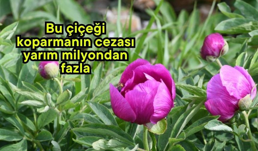 Bu çiçeği koparmanın cezası yarım milyondan fazla