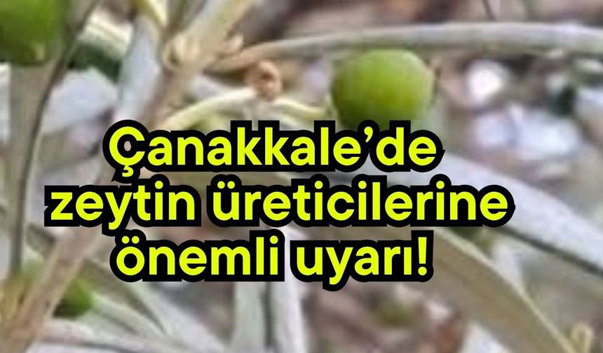 Çanakkale’de zeytin üreticilerine önemli uyarı!