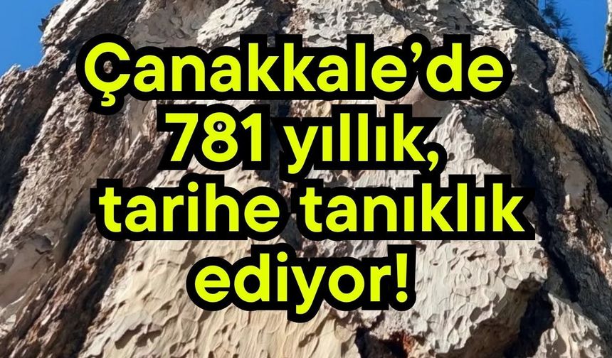 Çanakkale’de 781 yıllık, tarihe tanıklık ediyor!