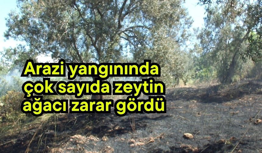 Arazi yangınında çok sayıda zeytin ağacı zarar gördü