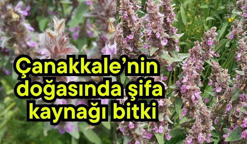 Çanakkale’nin doğasında şifa kaynağı bitki
