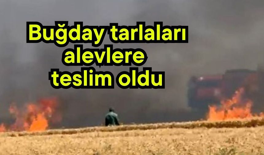 Buğday tarlaları alevlere teslim oldu (Video)