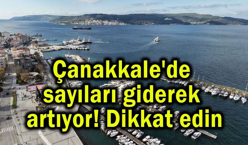 Çanakkale'de sayıları giderek artıyor! Dikkat edin