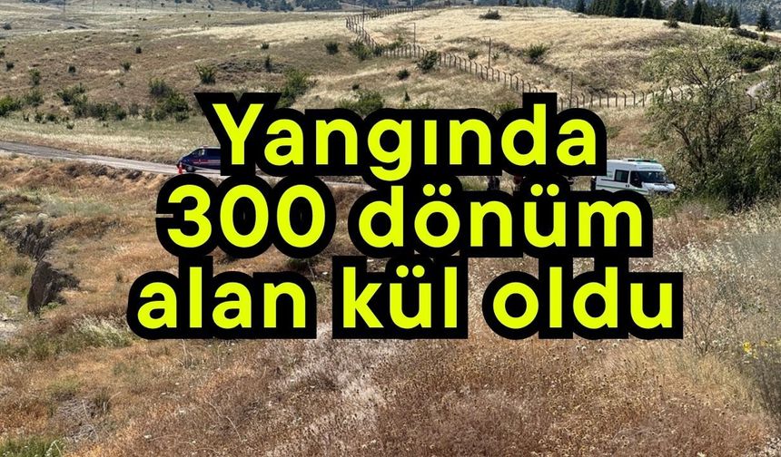 Yangında 300 dönüm alan kül oldu