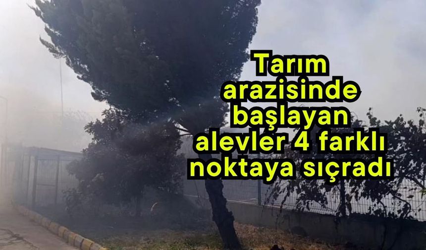 Tarım arazisinde başlayan alevler 4 farklı noktaya sıçradı