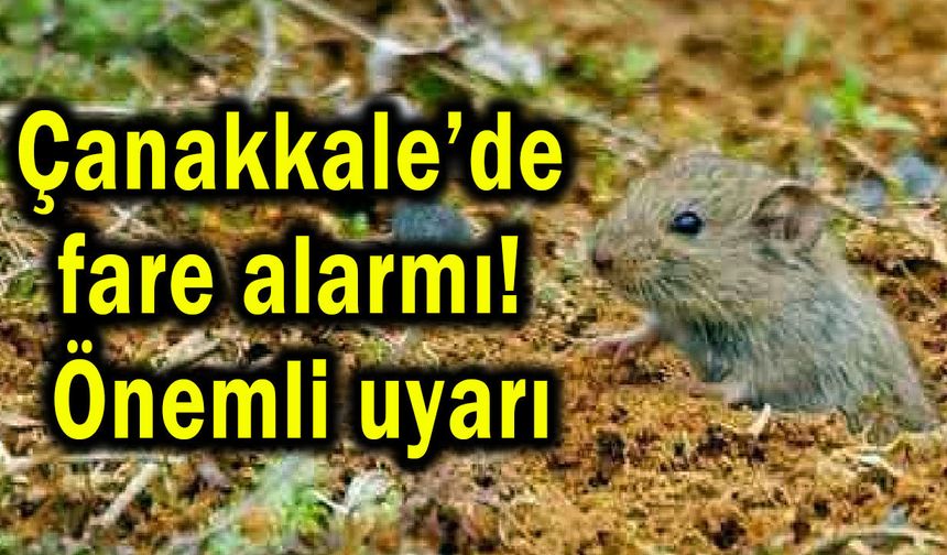 Çanakkale’de fare alarmı! Önemli uyarı