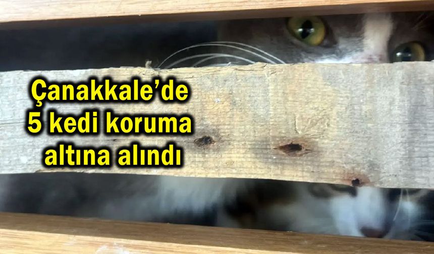 Çanakkale’de 5 kedi koruma altına alındı