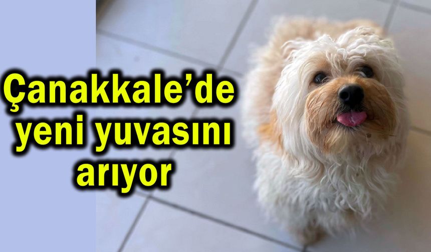 Çanakkale’de yeni yuvasını arıyor