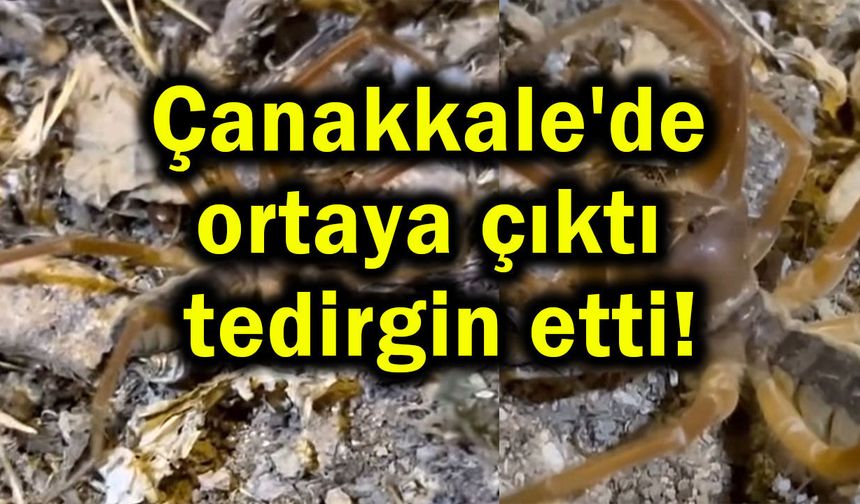 Çanakkale'de ortaya çıktı tedirgin etti!