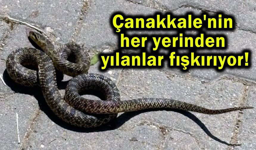Çanakkale'nin her yerinden yılanlar fışkırıyor!
