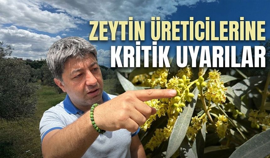 El Nino Zeytini Nasıl Etkileyecek? (Video)