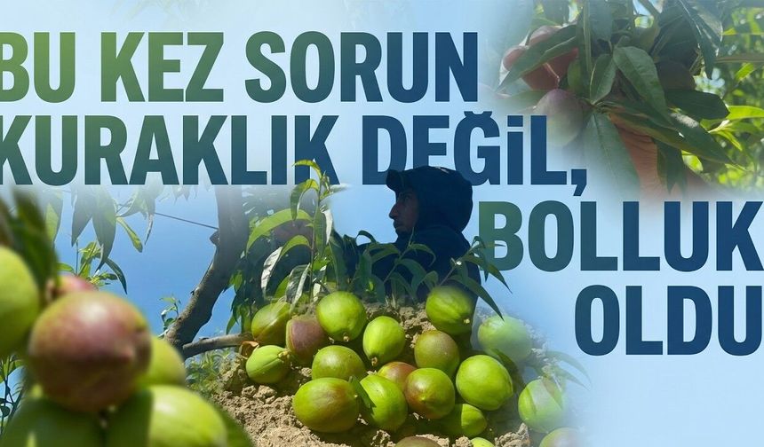 Ağaçlar Şeftaliyi Taşıyamadı ;Tekleme Mesaisi Uzadı (Video)