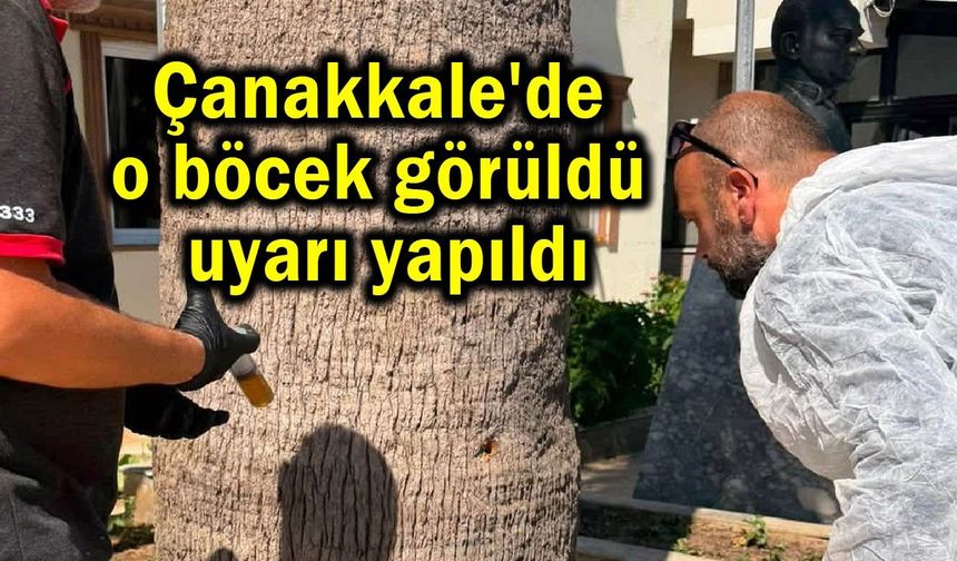 Çanakkale'de o böcek görüldü uyarı yapıldı