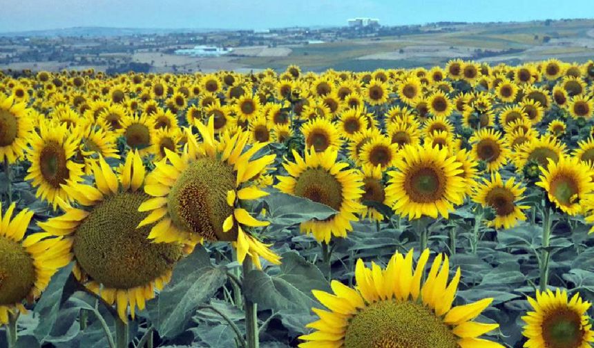 Ayçiçeği tarlaları görsel şölen oluşturdu (Video)