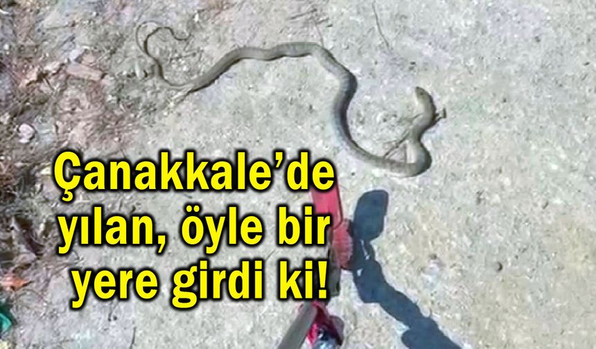 Çanakkale’de yılan, öyle bir yere girdi ki!