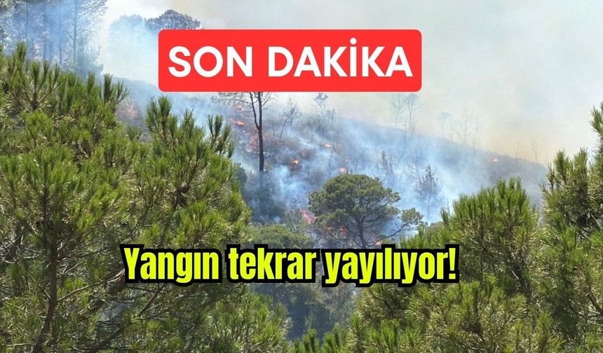 Son Dakika! Balıkesir'deki yangın tekrar yayılıyor (Video)