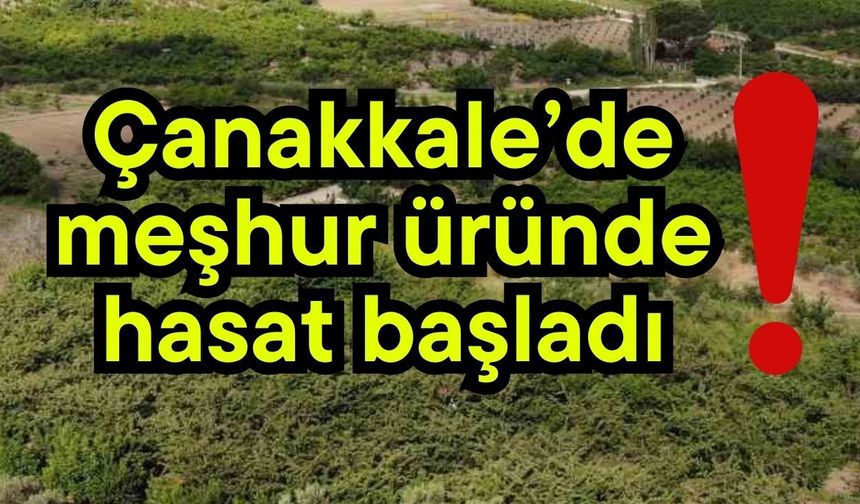 Çanakkale’de meşhur üründe hasat başladı!