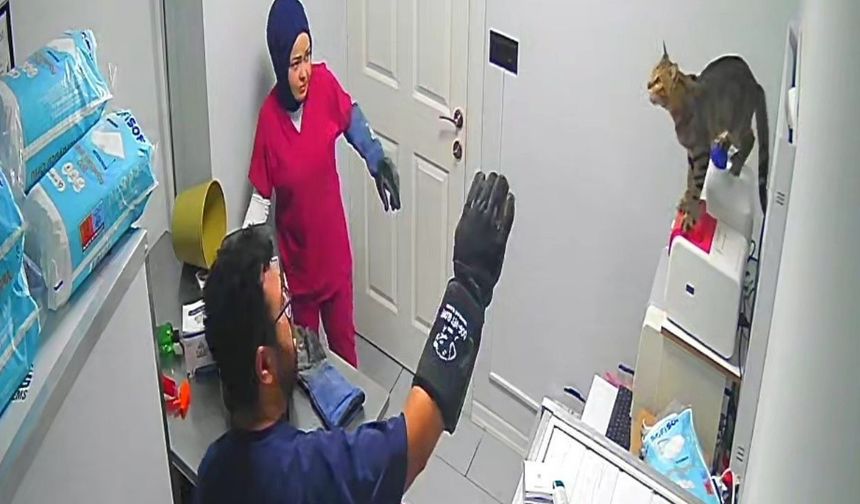 Veterinerde deprem etkisi yapan kedi Türkiye'nin gündeminde (Video)