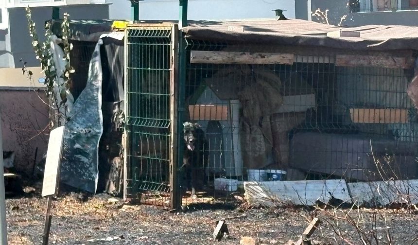 Çanakkale'de çıkan yangında mahsur kaldı (Video)