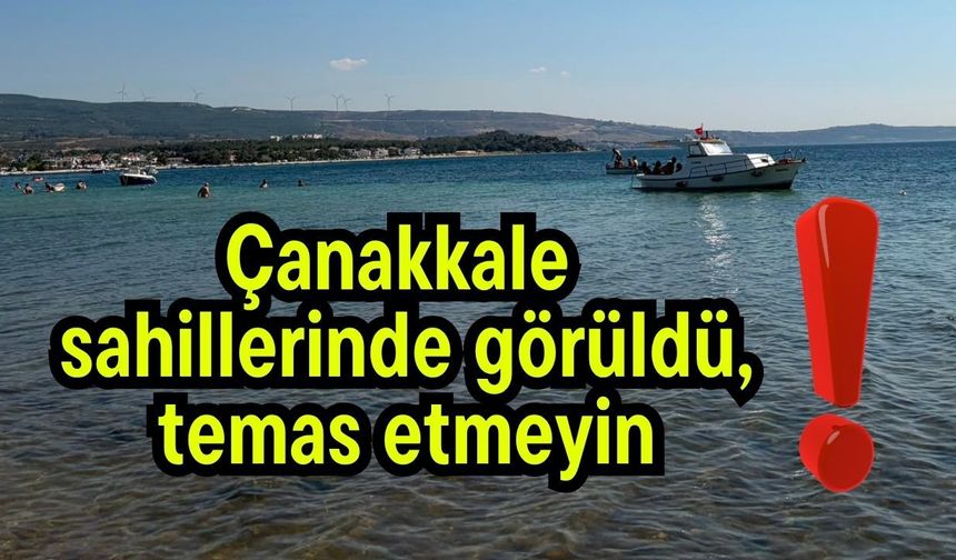 Çanakkale sahillerinde görüldü, temas etmeyin!