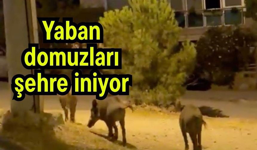 Yaban domuzları şehre iniyor (Video)