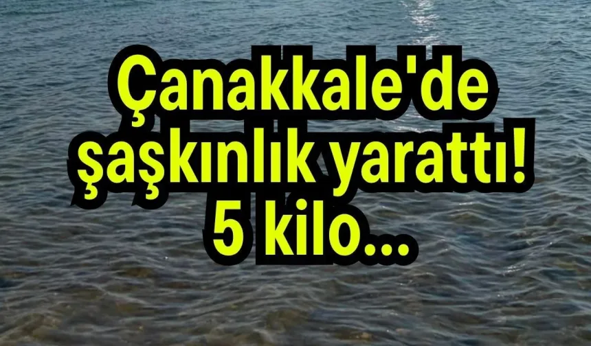Çanakkale'de şaşkınlık yarattı! 5 kilo…