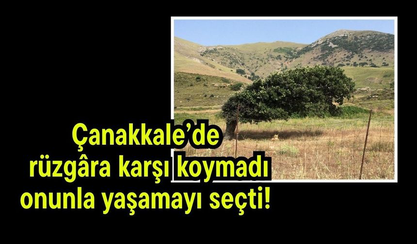 Çanakkale’de rüzgâra karşı koymadı, onunla yaşamayı seçti!