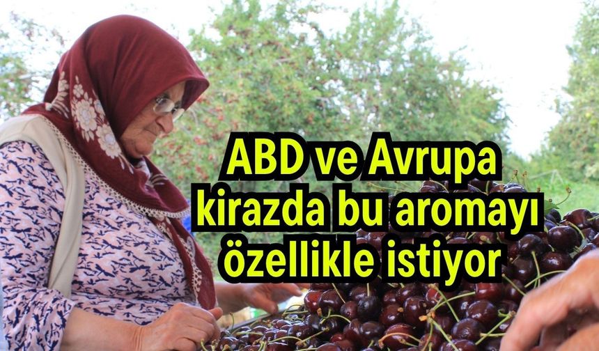 ABD ve Avrupa kirazda bu aromayı özellikle istiyor (Video)