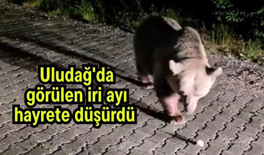 Uludağ'da görülen iri ayı hayrete düşürdü (Video)