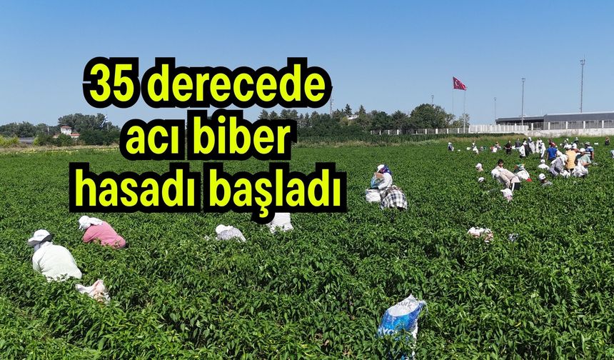 35 derecede acı biber hasadı başladı (Video)