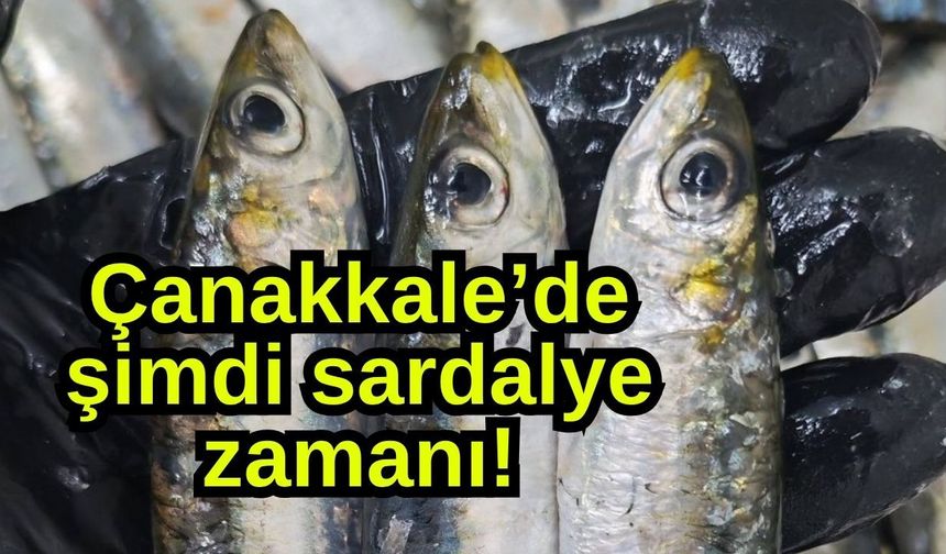 Çanakkale’de şimdi sardalye zamanı!