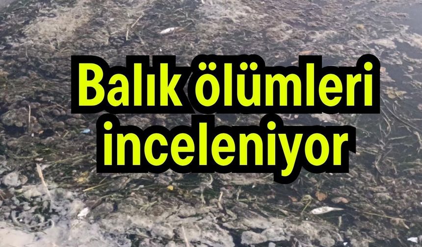 Balık ölümleri inceleniyor
