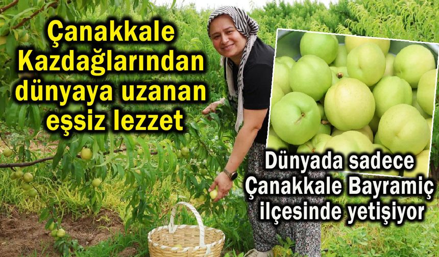 Çanakkale Kazdağlarından dünyaya uzanan eşsiz lezzet