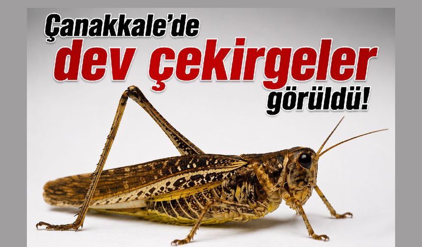 Çanakkale’de dev çekirgeler görüldü!