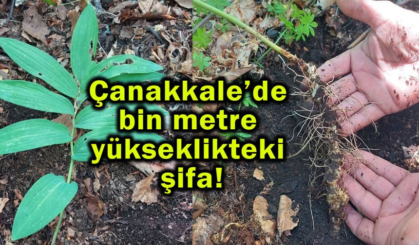 Çanakkale’de bin metre yükseklikteki şifa!