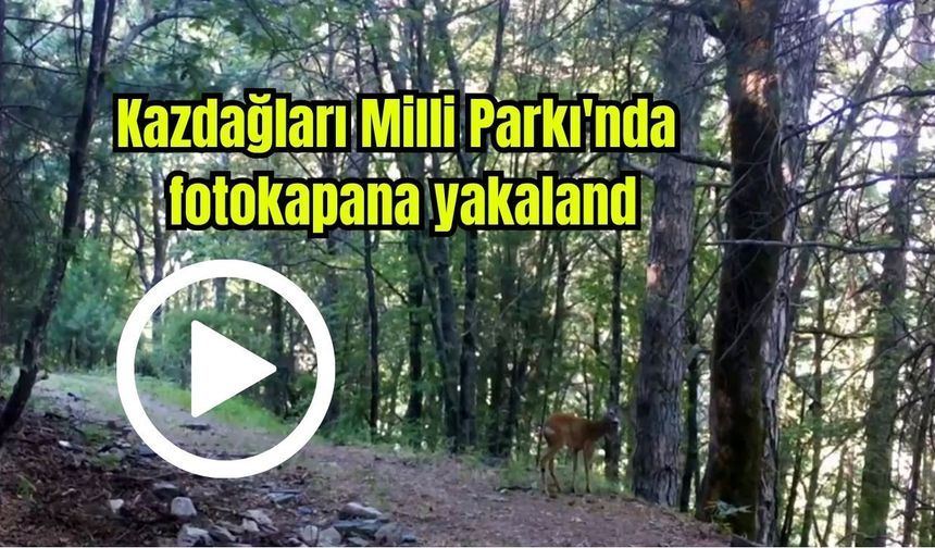 Kazdağları Milli Parkı'nda fotokapana yakalandı (Video)
